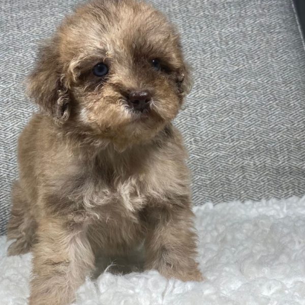 Toy Poodle Puppy for Sale