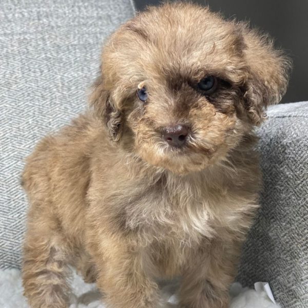 Toy Poodle Puppy for Sale