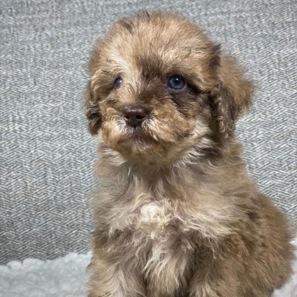 Toy Poodle Puppy for Sale