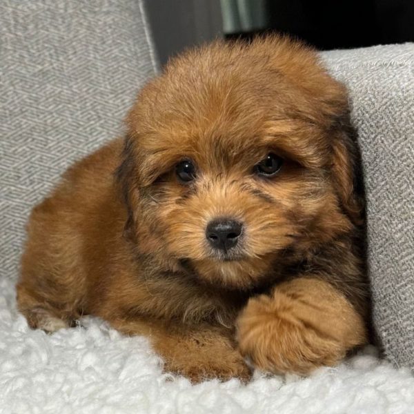 F1 Toy Aussiedoodle Puppy for Sale