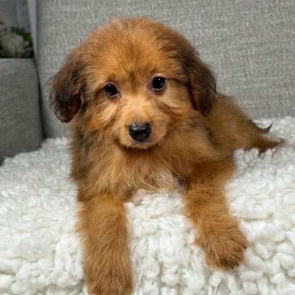 F1 Toy Aussiedoodle Puppy for Sale