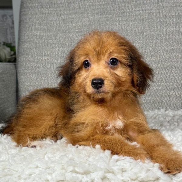 F1 Toy Aussiedoodle Puppy for Sale
