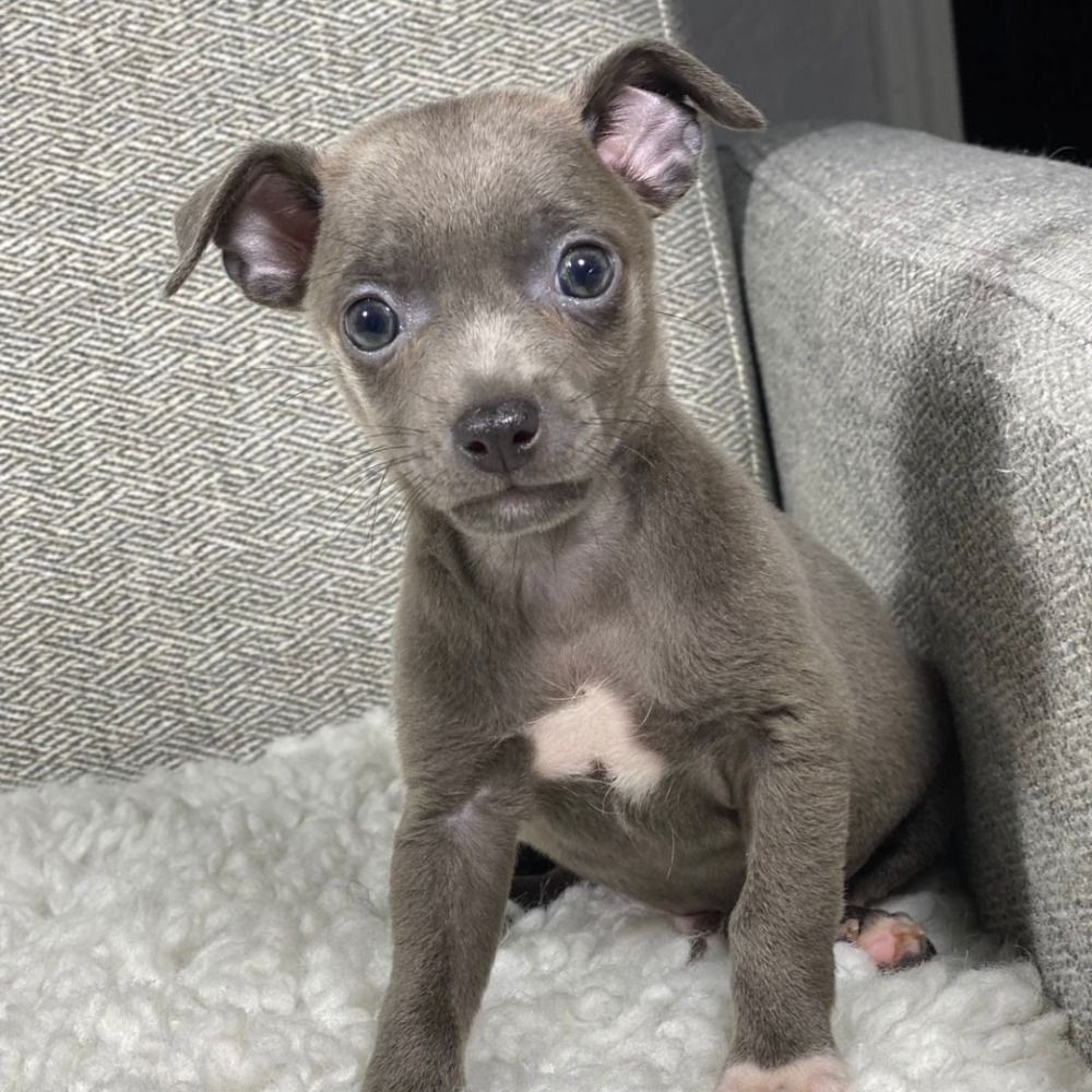 Chihuahua Puppy for Sale in NYC