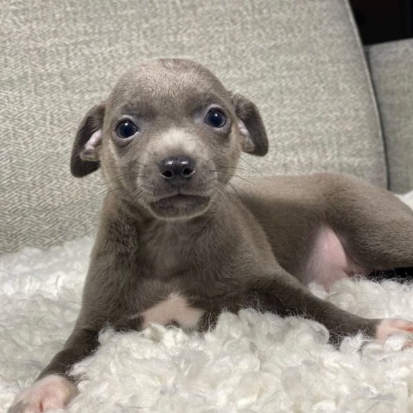 Chihuahua Puppy for Sale
