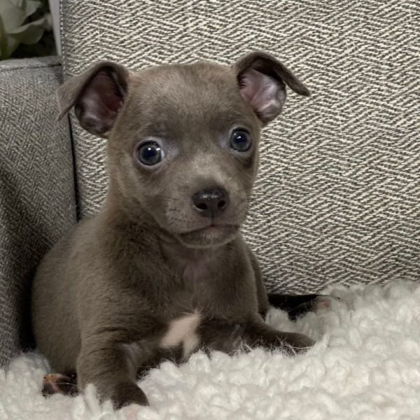 Chihuahua Puppy for Sale
