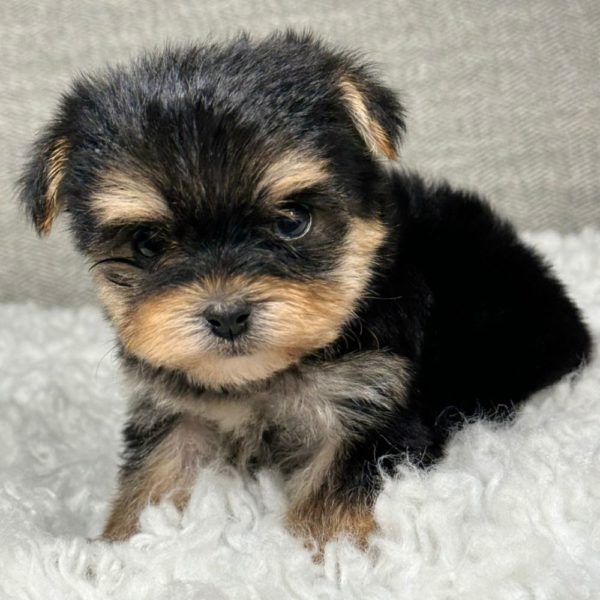 Morkie Puppy for Sale