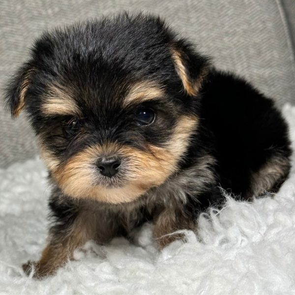 Morkie Puppy for Sale