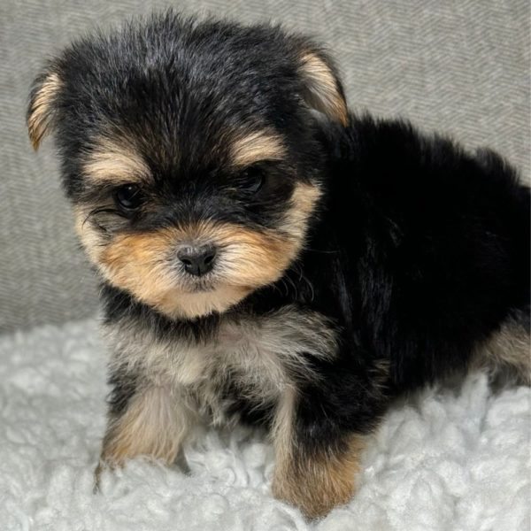 Morkie Puppy for Sale