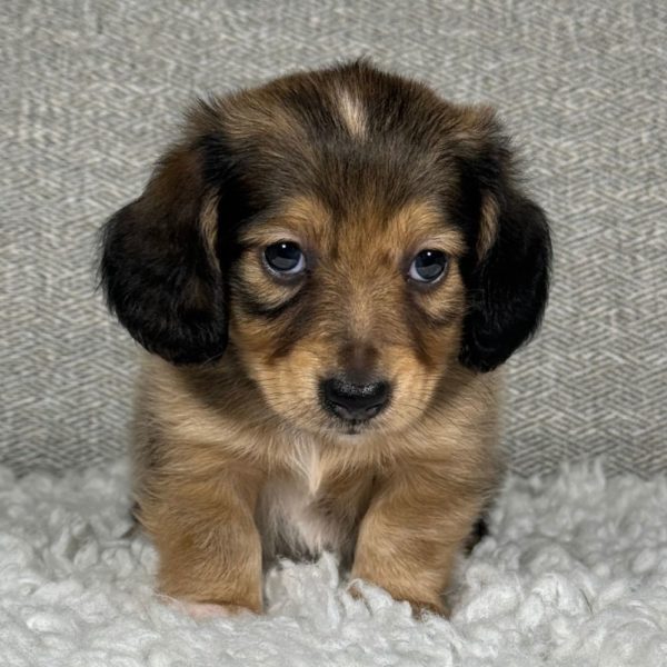 Mini Dachshund Puppy for Sale