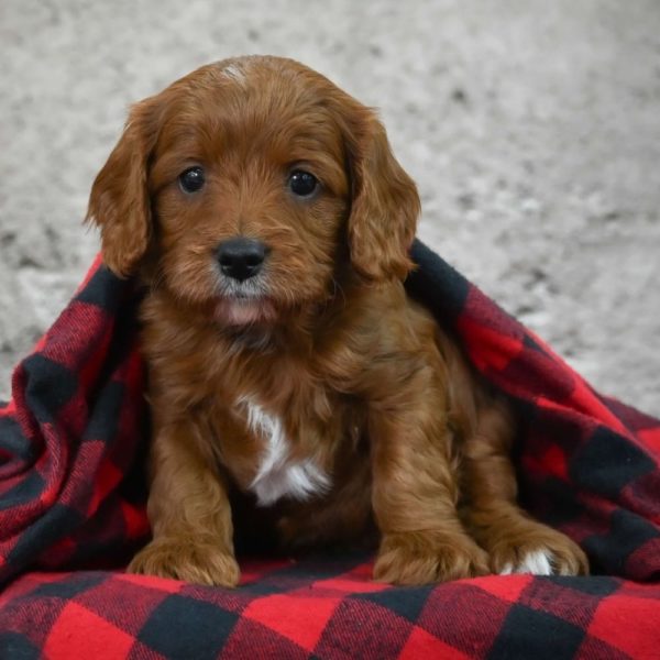 F1 Cavapoo Puppy for Sale