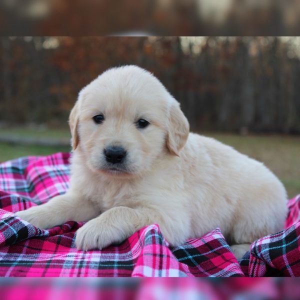 Golden Retriever Puppy for Sale