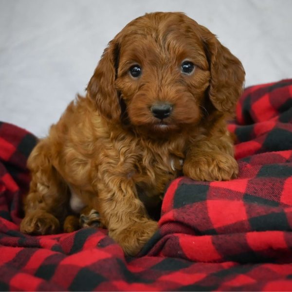 F1b Cavapoo Puppy for Sale