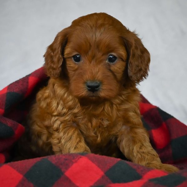 F1b Cavapoo Puppy for Sale