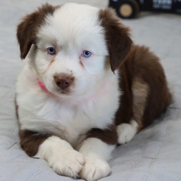 Miniature Australian Shepherd Puppy for Sale
