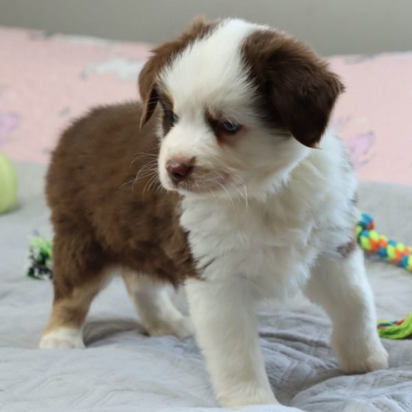 Miniature Australian Shepherd Puppy for Sale