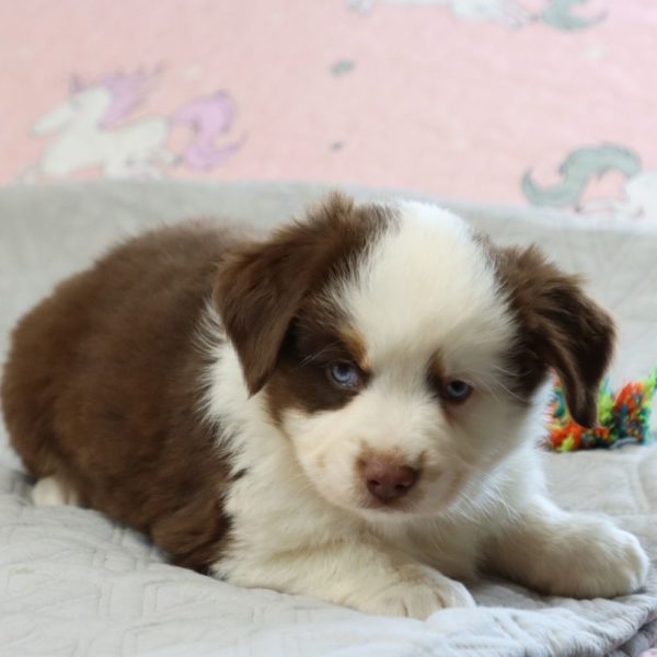 Miniature Australian Shepherd Puppy for Sale