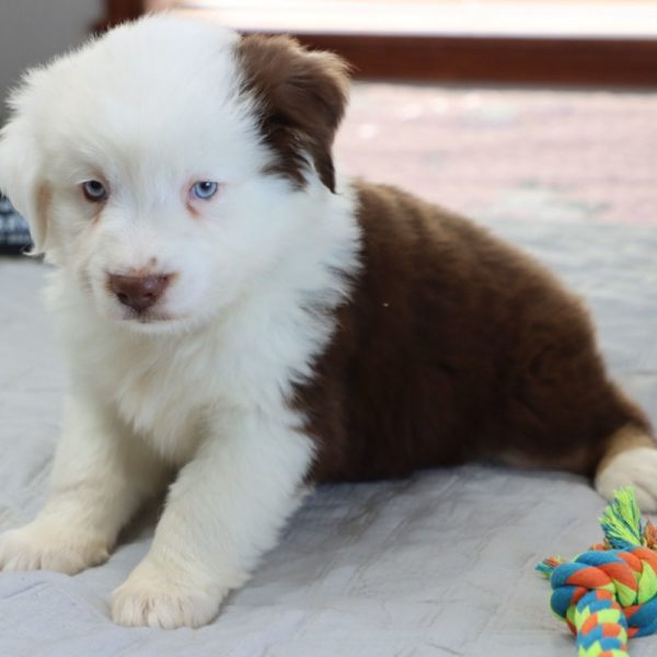 Miniature Australian Shepherd Puppy for Sale