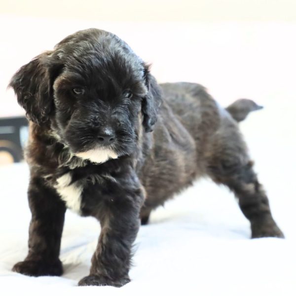 F1bbb Mini Goldendoodle Puppy for Sale