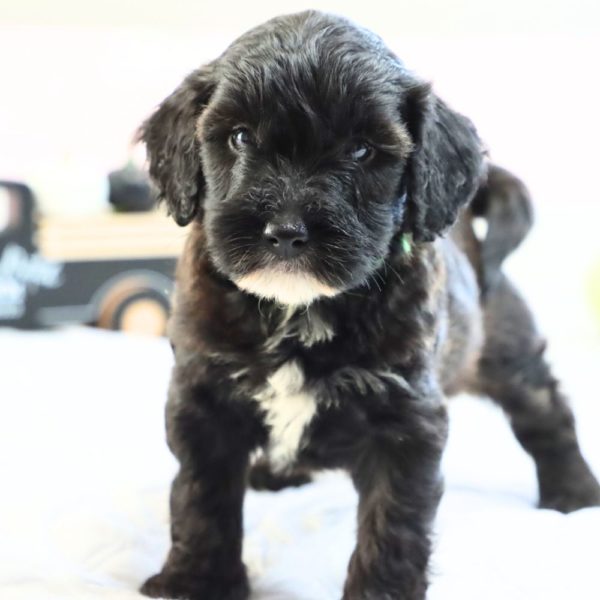 F1bbb Mini Goldendoodle Puppy for Sale