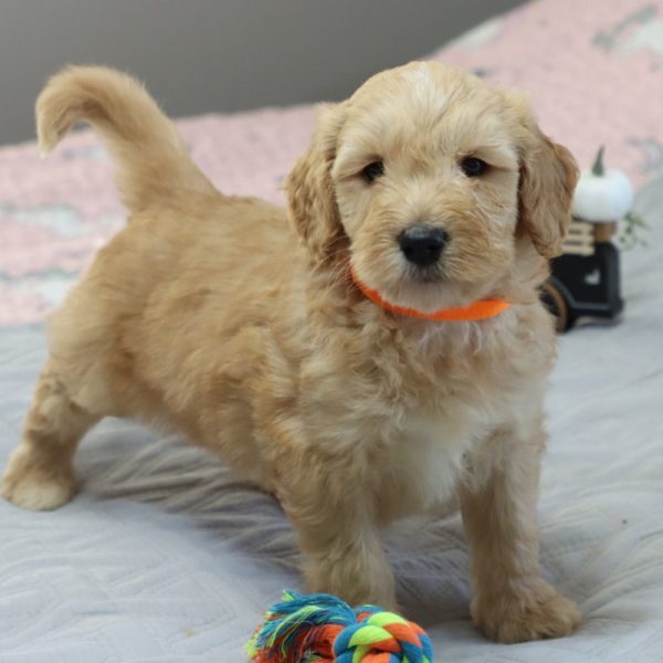 F1bbb Mini Goldendoodle Puppy for Sale