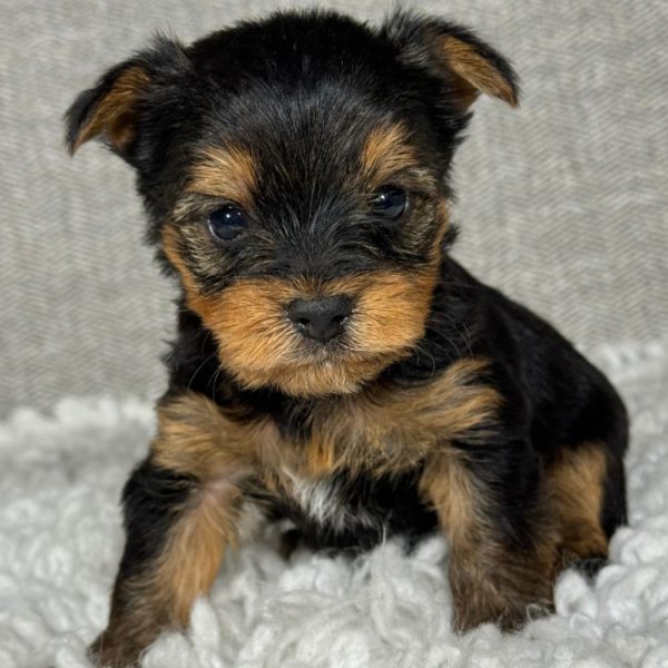 Male Yorkshire Terrier Puppy for Sale | ID 6788-SA