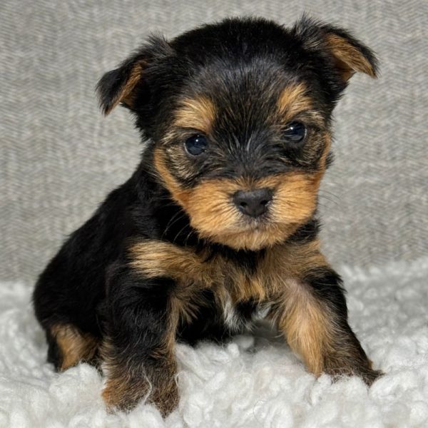 Male Yorkshire Terrier Puppy for Sale | ID 6788-SA