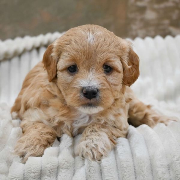 F1b Cavapoo Puppy for Sale