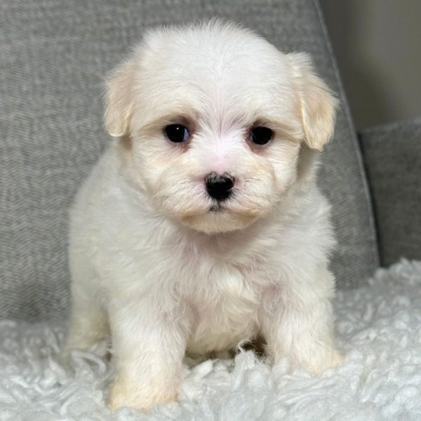 Maltese Puppy for Sale