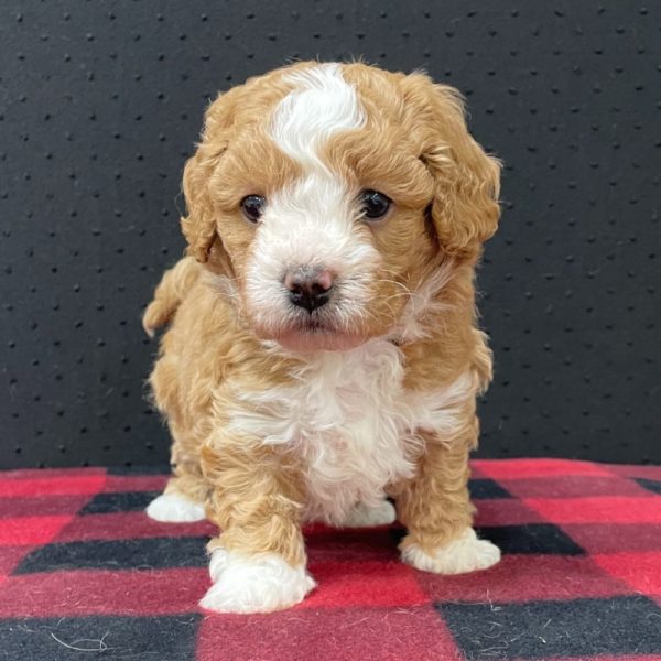 Maltipoo Puppy for Sale