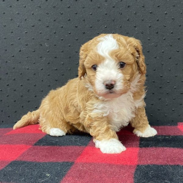 Maltipoo Puppy for Sale