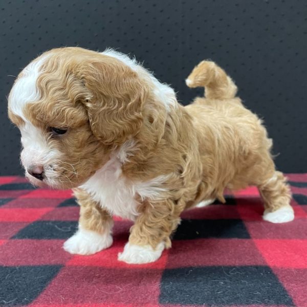 Maltipoo Puppy for Sale