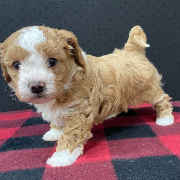 Maltipoo Puppy for Sale