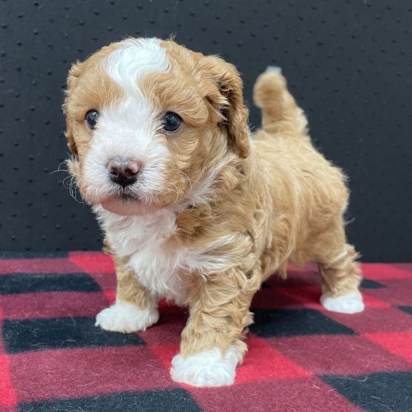 Maltipoo Puppy for Sale