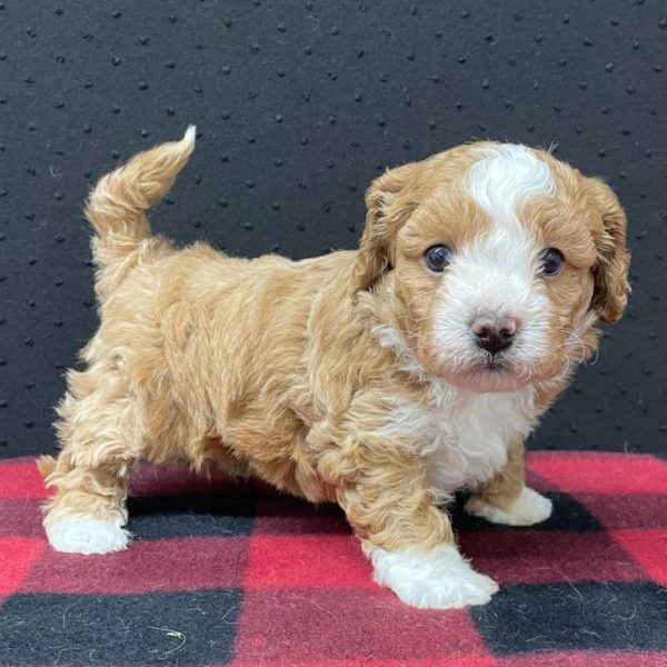 Maltipoo Puppy for Sale