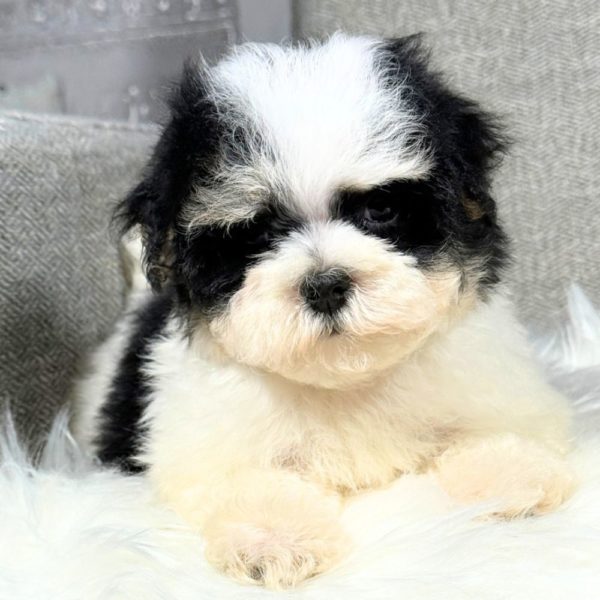Morkie Puppy for Sale