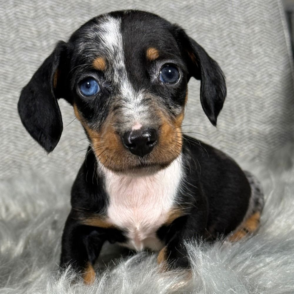 Mini Dachshund Puppy for Sale in NYC