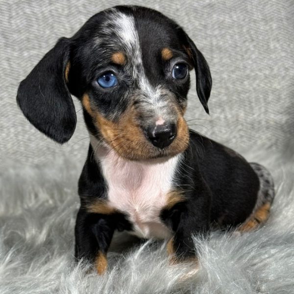 Mini Dachshund Puppy for Sale