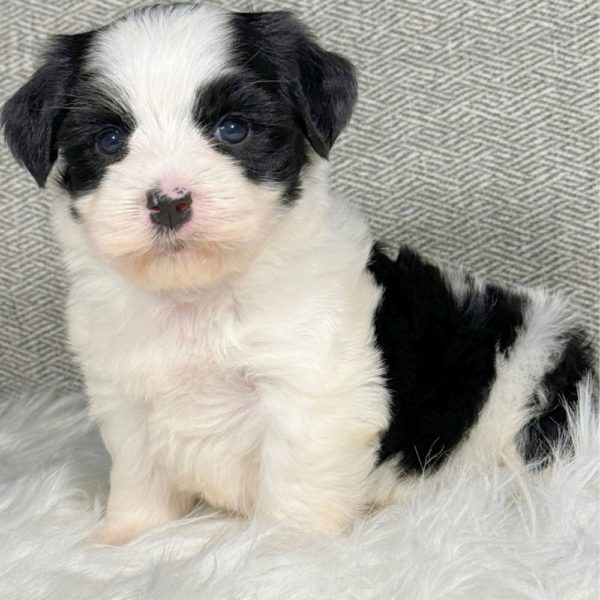 Morkie Puppy for Sale