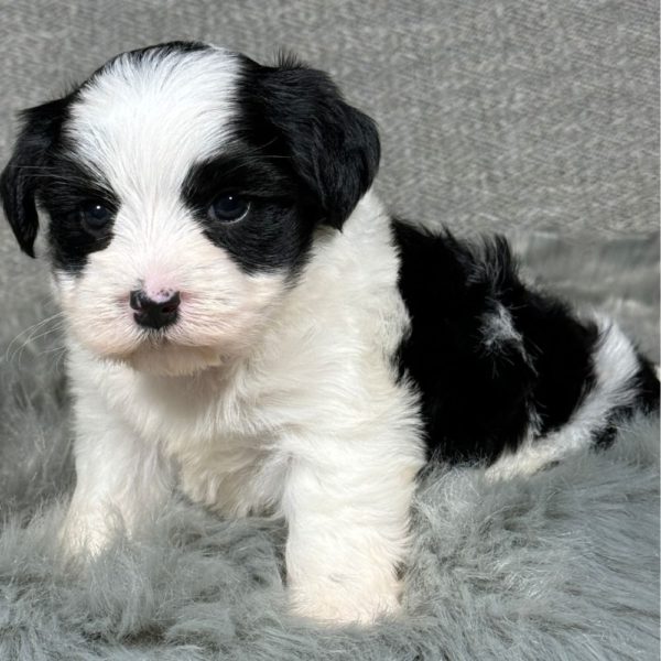 Morkie Puppy for Sale