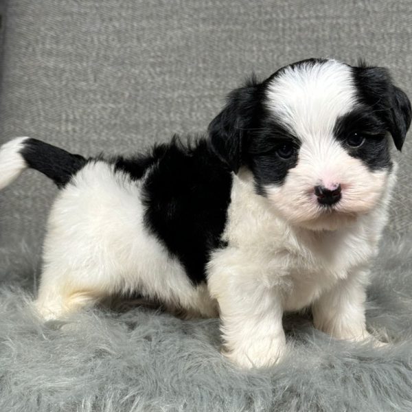 Morkie Puppy for Sale