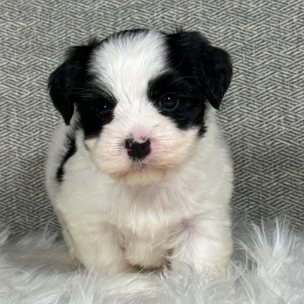 Morkie Puppy for Sale