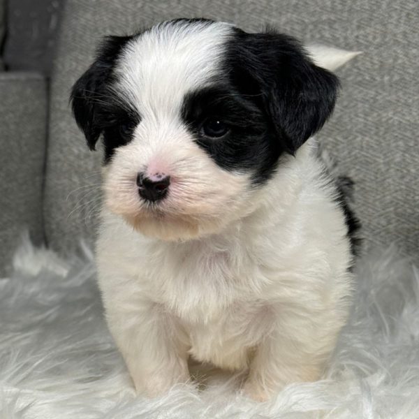Morkie Puppy for Sale