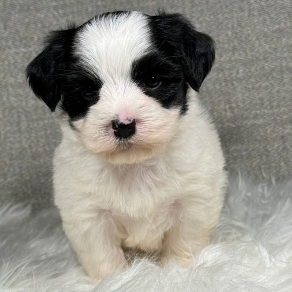 Morkie Puppy for Sale