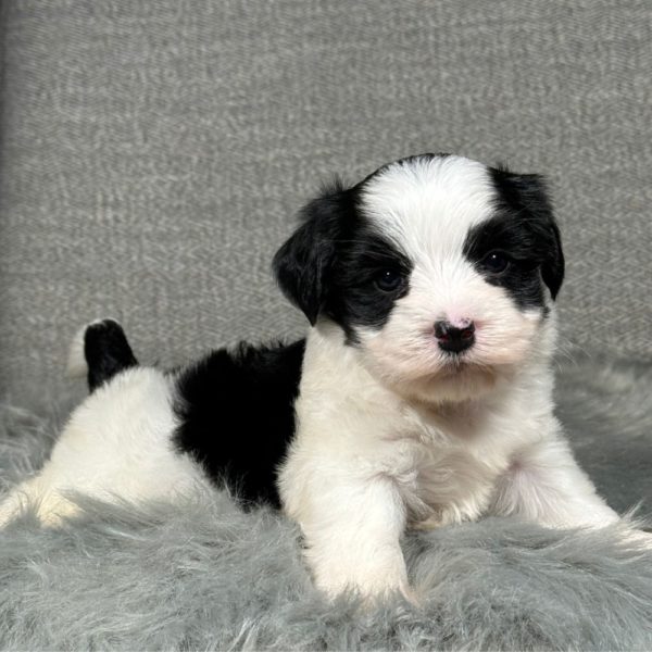 Morkie Puppy for Sale