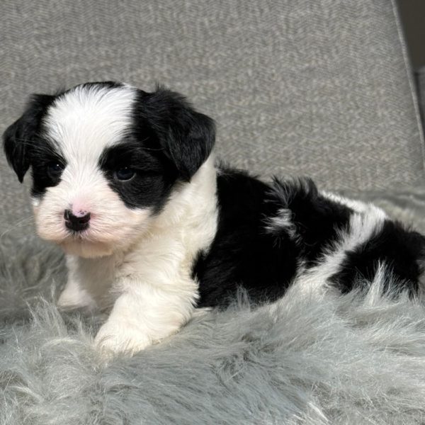 Morkie Puppy for Sale