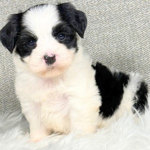 Morkie Puppy for Sale