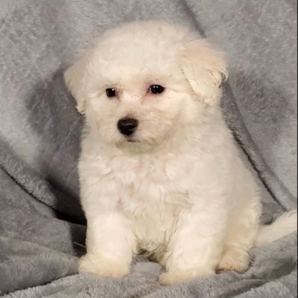 Bichon Frise Puppy for Sale