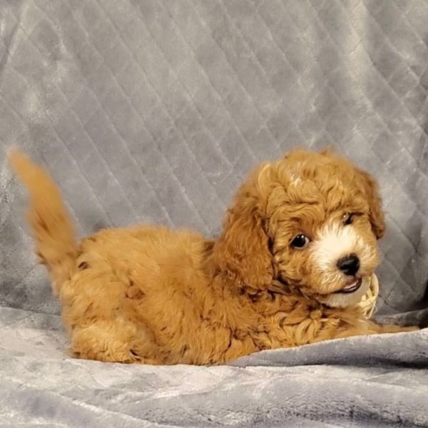 Poochon Puppy for Sale