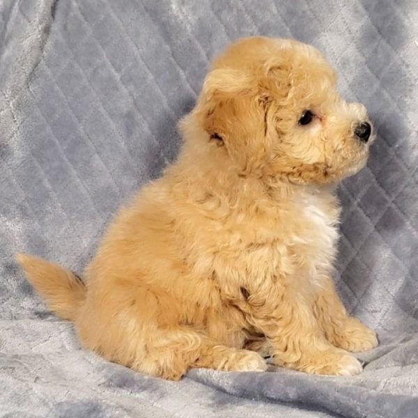Poochon Puppy for Sale