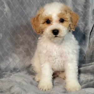 Poochon Puppy for Sale